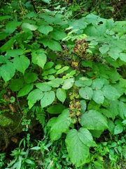 Aralia
