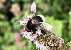Eristalis intricaria