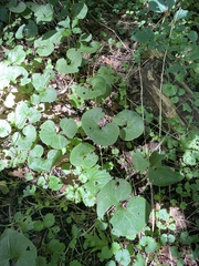 Asarum
