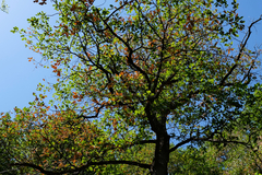 Quercus petraea