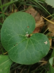 Asarum europaeum