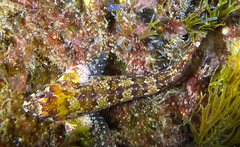 Lipophrys trigloides