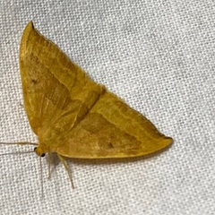 Watsonalla cultraria