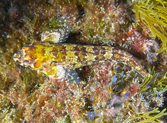 Lipophrys trigloides