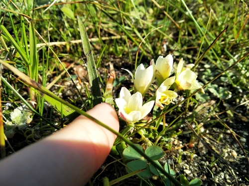 Geissorhiza imbricata