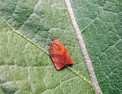 Cacoecimorpha pronubana