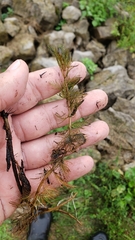 Myriophyllum