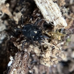 Nemastoma bimaculatum