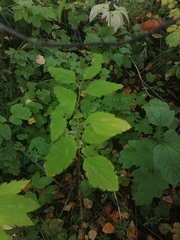 Spiraea chamaedryfolia