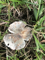 Russula parvovirescens