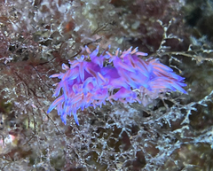 Flabellina affinis
