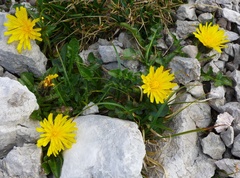 Crepis terglouensis