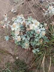 Eryngium maritimum