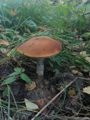 Leccinum albostipitatum