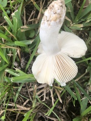 Russula parvovirescens