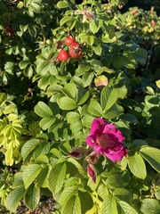 Rosa rugosa