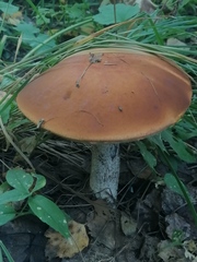 Leccinum albostipitatum
