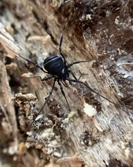 Nemastoma bimaculatum