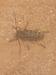 Saperda scalaris