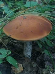 Leccinum albostipitatum