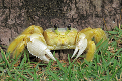 Ocypode quadrata