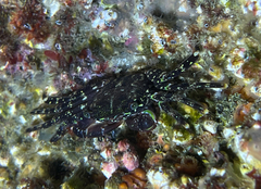 Pachygrapsus marmoratus