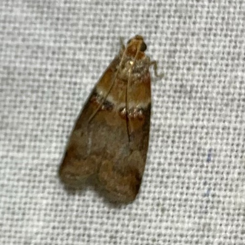 Scarce oak knot-horn,  Amsterdamse Bos-Vogeleiland, Amstelveen, Nederland, photo 9 of 10