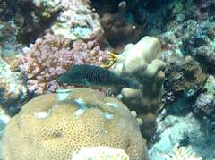 Canthigaster margaritata