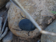 Eusattus reticulatus