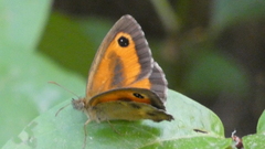 Pyronia tithonus