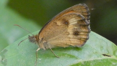 Pyronia tithonus