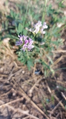 Medicago