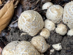 Coprinopsis variegata