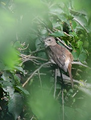 Luscinia megarhynchos