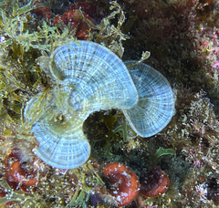 Padina pavonica