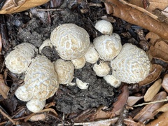Coprinopsis variegata