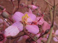 Dichaetanthera crassinodis