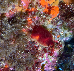 Halocynthia papillosa