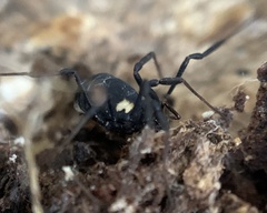 Nemastoma bimaculatum