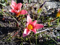 Romulea