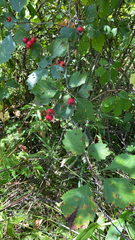 Crataegus laevigata