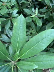 Rhododendron maximum