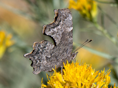 Polygonia faunus