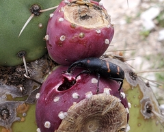 Cactophagus spinolae
