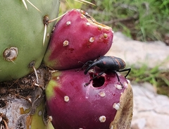 Cactophagus spinolae