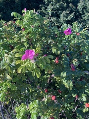 Rosa rugosa