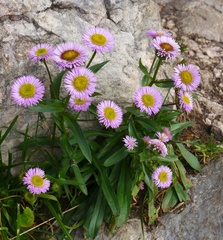 Erigeron glabratus