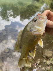 Lepomis cyanellus