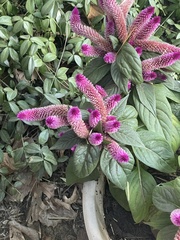 Celosia
