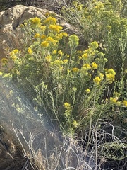 Chrysothamnus viscidiflorus